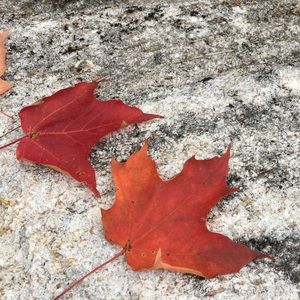 Meet your Posher, Brenna